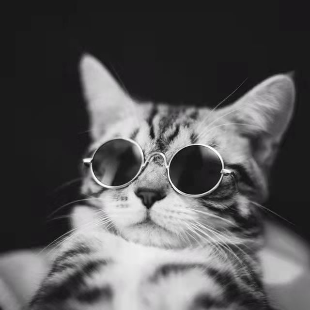 Cat Glasses Sunglasses Pet | Dog Kitten Cat Accessories | Cat Supplies