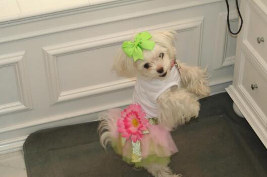 Dog Daisy Gauze Tutu Dress Skirt Pet Dog Cat